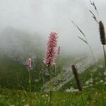 Bistorta officinalis Flower