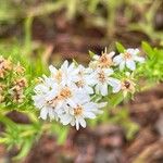 Symphyotrichum ericoides 花