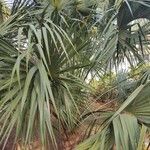 Sabal palmetto Leaf
