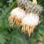 Cirsium erisithales Blomma