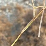 Aeluropus littoralis (Écorce)