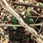 Ulmus pumila Bark