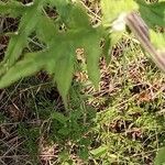 Echinops ritroLeaf