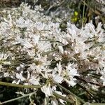 Retama raetam Fleur