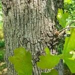 Quercus nigra Bark