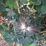 Calliandra tergemina Květ