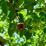 Eugenia uniflora Fruit