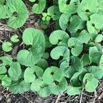 Asarum canadense Leaf