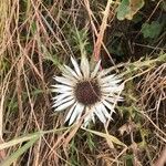 Carlina acaulis花