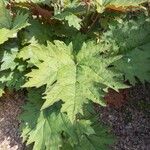 Rheum palmatum Leaf