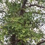Commiphora mollis Folha