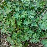 Malva parviflora Blatt