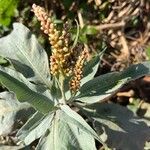 Persicaria senegalensis Leaf