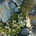 Saxifraga muscoides Fula