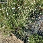 Xeranthemum cylindraceum Hábito