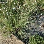 Xeranthemum cylindraceum Habit