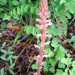 Orobanche hederae Habitat