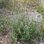 Nepeta nepetella 形態