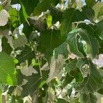 Populus alba Feuille