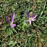 Colchicum montanum Flower