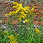 Solidago canadensisFlower