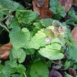 Lamium purpureumLeaf