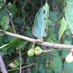 Grewia caffra Fruit