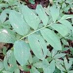 Polygonatum odoratum Blad