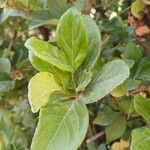 Viburnum suspensum Leaf