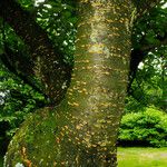 Prunus sargentii Bark