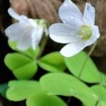 Oxalis acetosella Květ