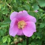 Rosa woodsii Floare