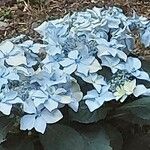 Hydrangea macrophyllaᱵᱟᱦᱟ