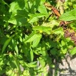 Calystegia sepium 葉