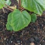 Begonia baccata Yaprak