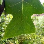 Liriodendron chinenseLeaf