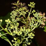 Ocotea dendrodaphne Fruto