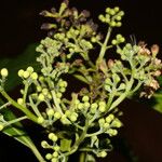 Ocotea dendrodaphne Fruit