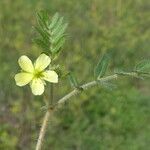 Tribulus terrestris 花