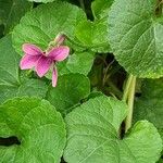 Viola odorataFlower