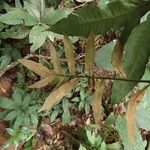 Bolbitis auriculata Leaf