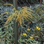 Solidago canadensis 整株植物