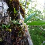 Bulbophyllum minutum Blomst