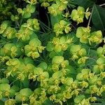Euphorbia cyparissias Flower