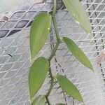 Vanilla planifolia 叶