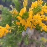 Genista monspessulana പുഷ്പം