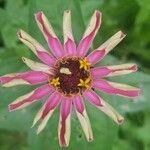 Zinnia elegansFlower