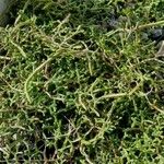 Selaginella sanguinolenta Habit