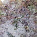Malva tournefortiana Leaf