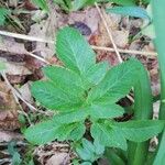 Angelica lucida Fuelha